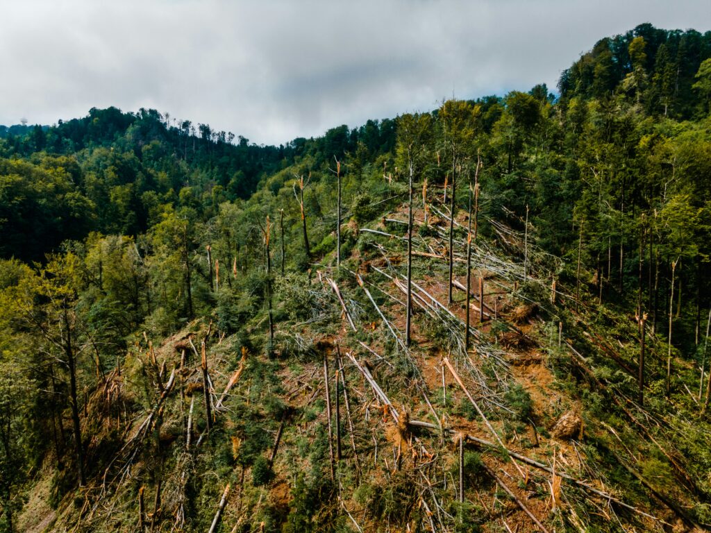Forest with sustainable logging practices