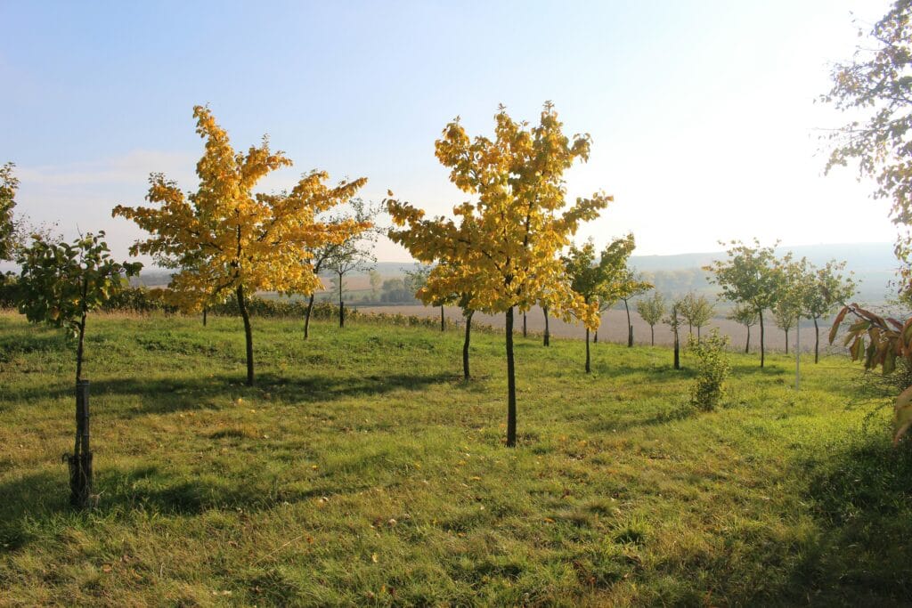 Growth Stages Of Oak, Walnut, And Maple Trees