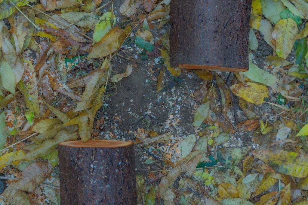 Hardness Comparison Of Oak, Walnut, And Maple