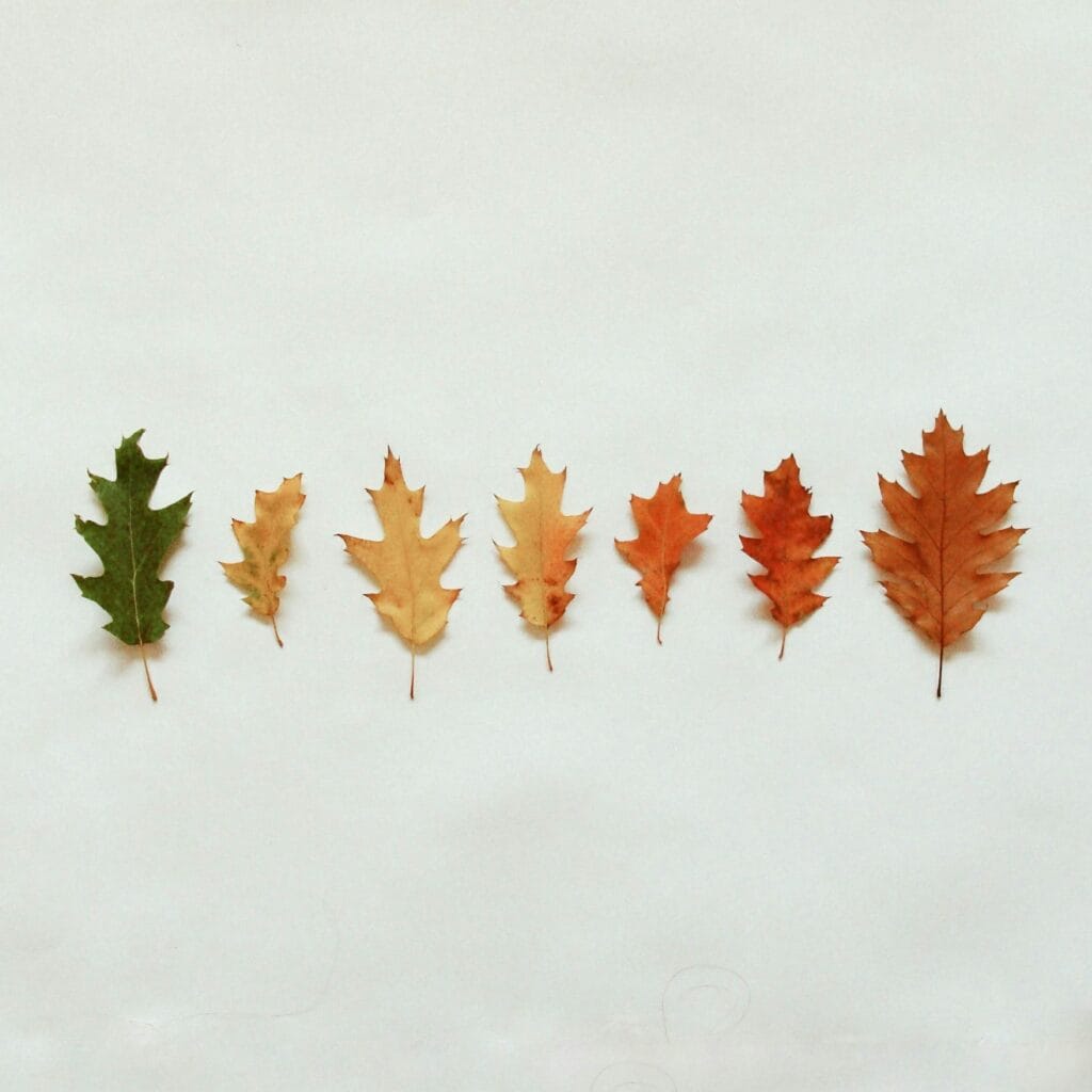 Price Comparison Chart For Oak, Walnut, And Maple